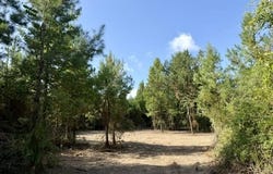 Robert Bateman Road, Franklinton, LA 70438