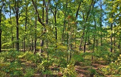 Diamond Bluff Road, Quitman, AR 72131