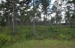 County Road 33, Ashford, AL 36312