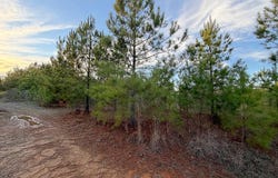 Airport Road, Carthage, MS 39051