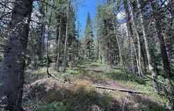 Alletha Highway 550, Silverton, CO 81433