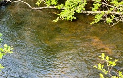 W14905 PARRISH RD, Gleason, WI 54435