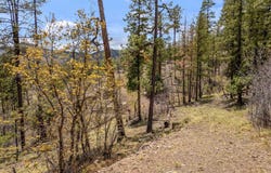 9 2076, Alpine, AZ 85920