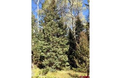 200 Crest Drive, Cimarron, CO 81220