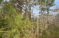 CR 2622, Marietta, TX 75566
