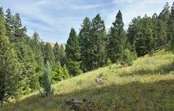 Londonderry Lode Mining Claim, MT 59837