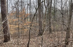 Swanson Road, Ringgold, GA 30736