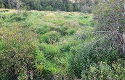 W Enoch Rd, Deer Park, WA 99006