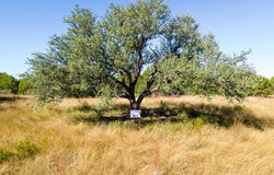 County Road 160, Evant, TX 76525