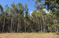 004 Five Bridges Road, Blakely, GA 39823