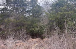 Pearson Rd, Cedar Creek, TX 78616