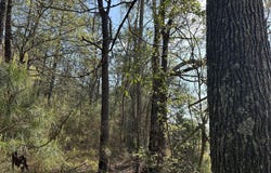 1.1+/- AC Snider Avenue, AL