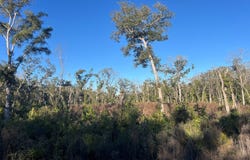 NE 673rd St, Old Town, FL 32680