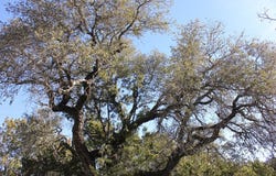 PID 8285 FM 2169, Junction, TX 76849