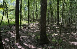 Hawthorne Road, Cherry Tree, PA 15724