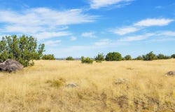 Arapaho, Concho Valley, AZ 85924