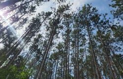 1277 S Walnut Avenue, White Cloud, MI 49349