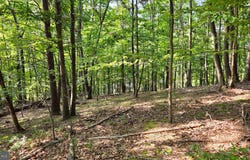 MOSQUITO Road, SIX MILE RUN, PA 16679