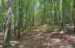 Cole Hill Rd., Russell, PA 16345