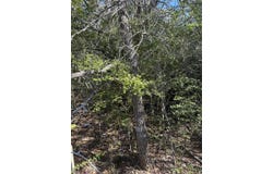 251 Iva Ln, Bastrop, TX 78602