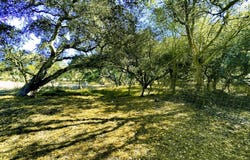 ROYAL OAKS, CA 95076
