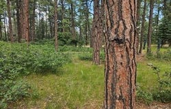 Zorn Rd, Rye, CO 81069