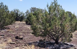 4476 W Northview Boulevard, Williams, AZ 86046