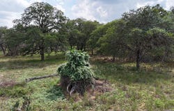 1228 Morning Glory Ln, Adkins, TX 78101