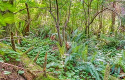 Block 9 Lot 5, Wheeler, OR 97147