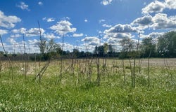 BEAR LAKE Road, MANAWA, WI 54949