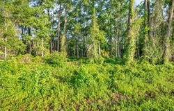 TREIMAN Boulevard, WEBSTER, FL 33597