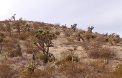 319-07-011B W 20th Street, Dolan Springs, AZ 86441