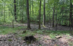 Cr-17, Belfast, NY 14711