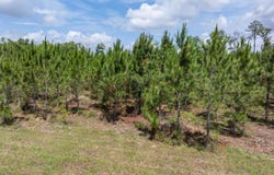 Live Oak, FL 32060