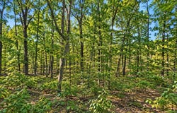Diamond Bluff Road, Quitman, AR 72131