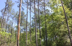PID 36982 HWY 103W, Lufkin, TX 75904
