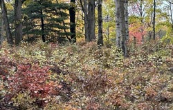 N Circle E lot: # 5, Farwell, MI 48622