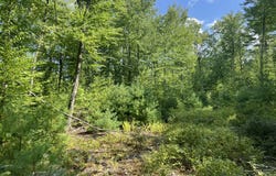 Old County Road, Lyman, ME 04002