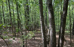 County Road 87, Winfield, AL 35594