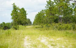 SE STATE ROAD 121 LOT C & D, MORRISTON, FL 32668