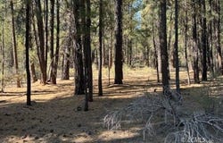 Green Forest Dr, Chiloquin, OR 97624