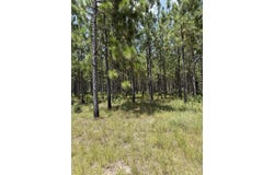 Parcel 4 Miller Farm Rd, Lumberton, MS 39455