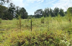 317 HIGH ST, WINTHROP, AR 71866