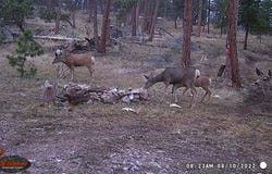 Old Camp Rd, Bellvue, CO 80512