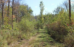 Woods Road, Isle, MN 56342
