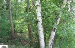 -0- M-55, Tawas City, MI 48763