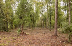 8TH TERR, Live Oak, FL 32060