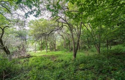 7 Roaring Plains Drive, Dryfork, WV 26263