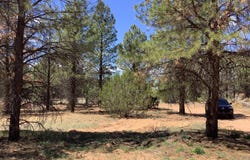 Cedar Bark Trail, Overgaard, AZ 85933