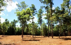 Reserve Drive, Marianna, FL 32446